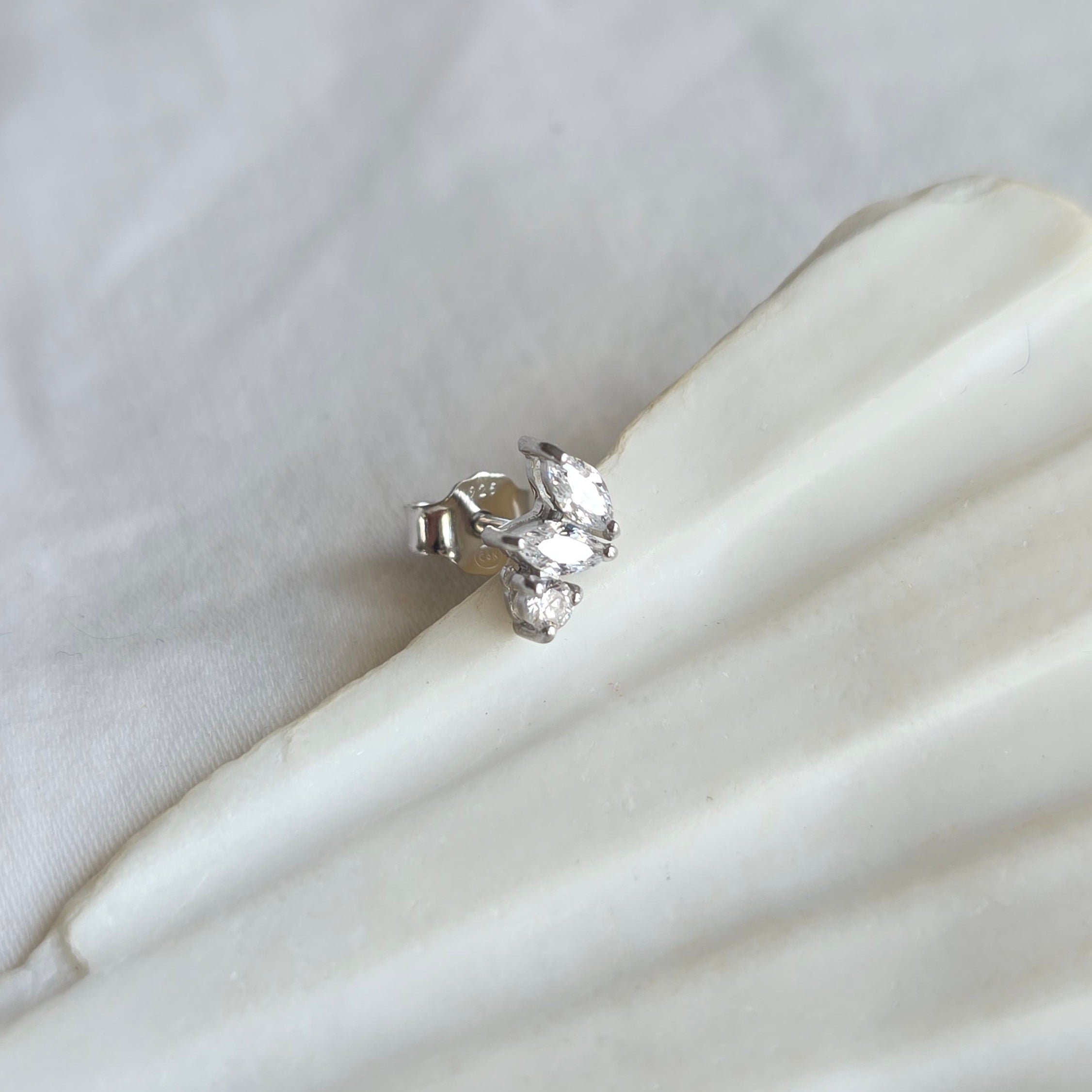 Puce d'oreille Titus